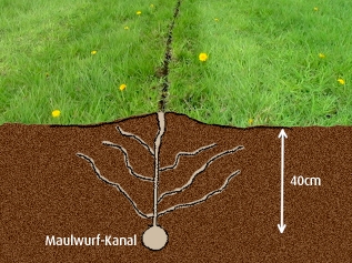 maulwurfdrainage