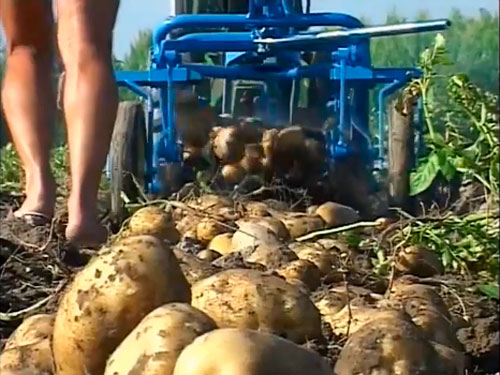 anbaugeraete-einachser-kartoffelroder-schwingsiebroder-fuer-kokotech-_3